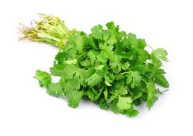Cilantro
