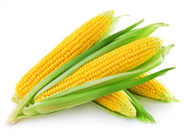 Elote amarillo