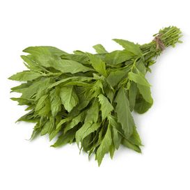 Epazote