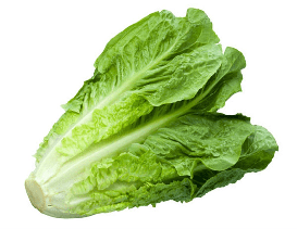 Lechuga orejona