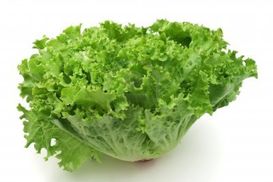 Lechuga italiana