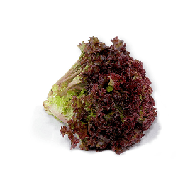 Lechuga sangría