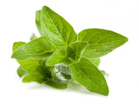 Oregano